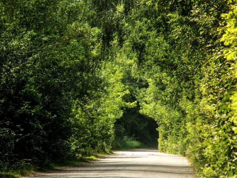 Зелений тунель між Демидівкою та Володимирівкою