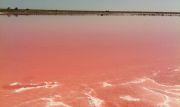 Соленое озеро Геническое: на пути к «розовой мечте»