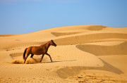 Конный тур По песчаным дюнам