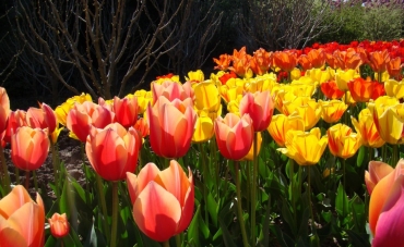 Parade of tulips in the Crimea