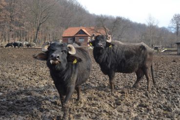 Farm buffalo Steblivka