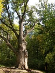 Oak of Maksym Zalizniak