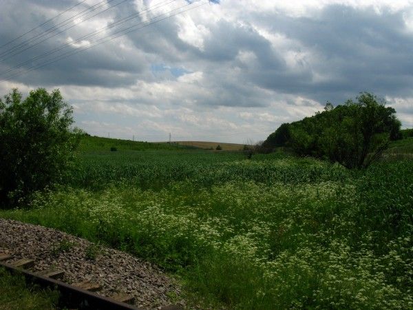 Заказник чановский фото