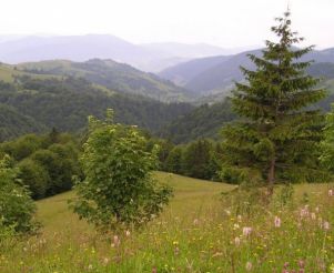 Botanical reserve "Yuliyivska Mountain"