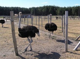 Ostrich Farm, Yampil