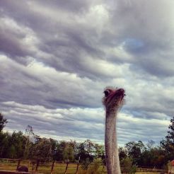 Ostrich Farm, Pavshino