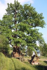 600-year old oak Sviatohorsk