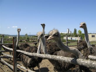 Ostrich Farm 