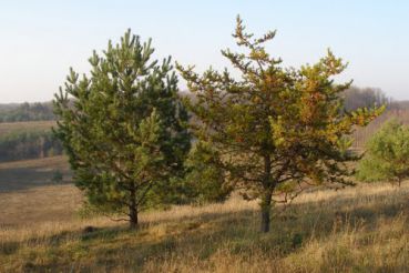 Reserve Vakalovschina