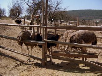 Denisovskaya ostrich farm