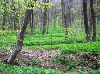 Agarmyshsky forest
