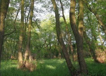 Volyzhin forest