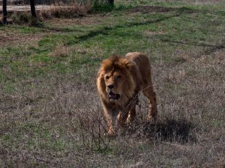 Парк левів «Тайган»