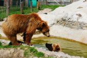 Центр спасения медведей «Надежда», Березовка