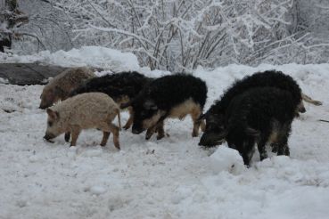 Ферма свиней мангалиць, Ботар