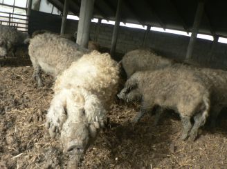 Ферма свиней мангалиць, Ботар