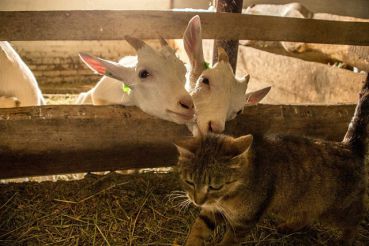 Goats farm "Babyni kozy"