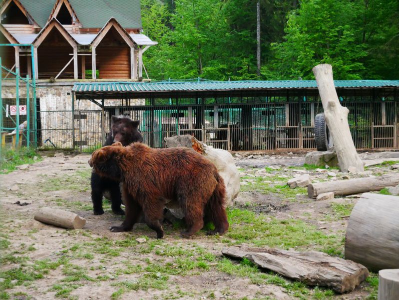 Реабілітаційний центр бурого ведмедя, Синевир — фото, опис, адреса