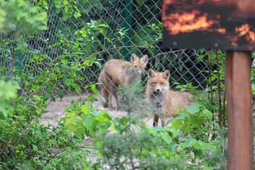 Wild animals Rehabilitation Center, Krylos