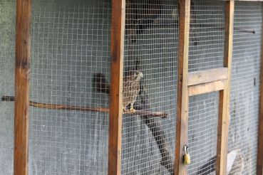 Центр реабилитации диких животных, Крылос