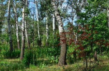 Dnieper-Orelsky Reserve