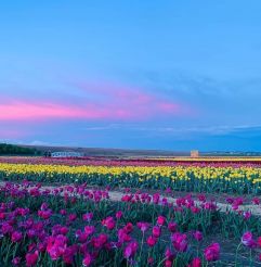 Лавандове і тюльпанове поле, Чернівці