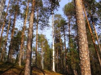 Pine 200 years Sosnivka