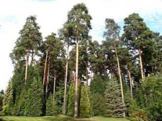Pine 200 years Sosnivka