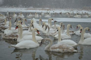 Swan Lake, Chertoroy