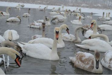 Swan Lake, Chertoroy