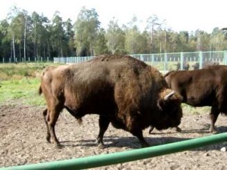 Center of reproduction bison Berehomet