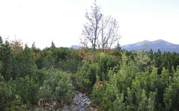 Tavpishirkivsky botanical reserve