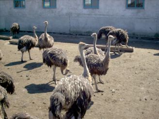 Farm «VIP Ostrich"