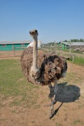Ostrich Farm "Chubinskii ostrich"