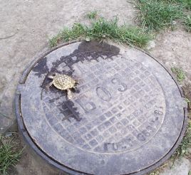 Скульптура «Черепаха», Одесса